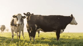 Huttulanniemen maito- ja lihakarjatila – Priimaplus-pörssisähkösopimus on maatilalle sopiva sähkösopimus