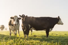 Huttulanniemen maito- ja lihakarjatilalla on käytössä pörssisähkösopimus