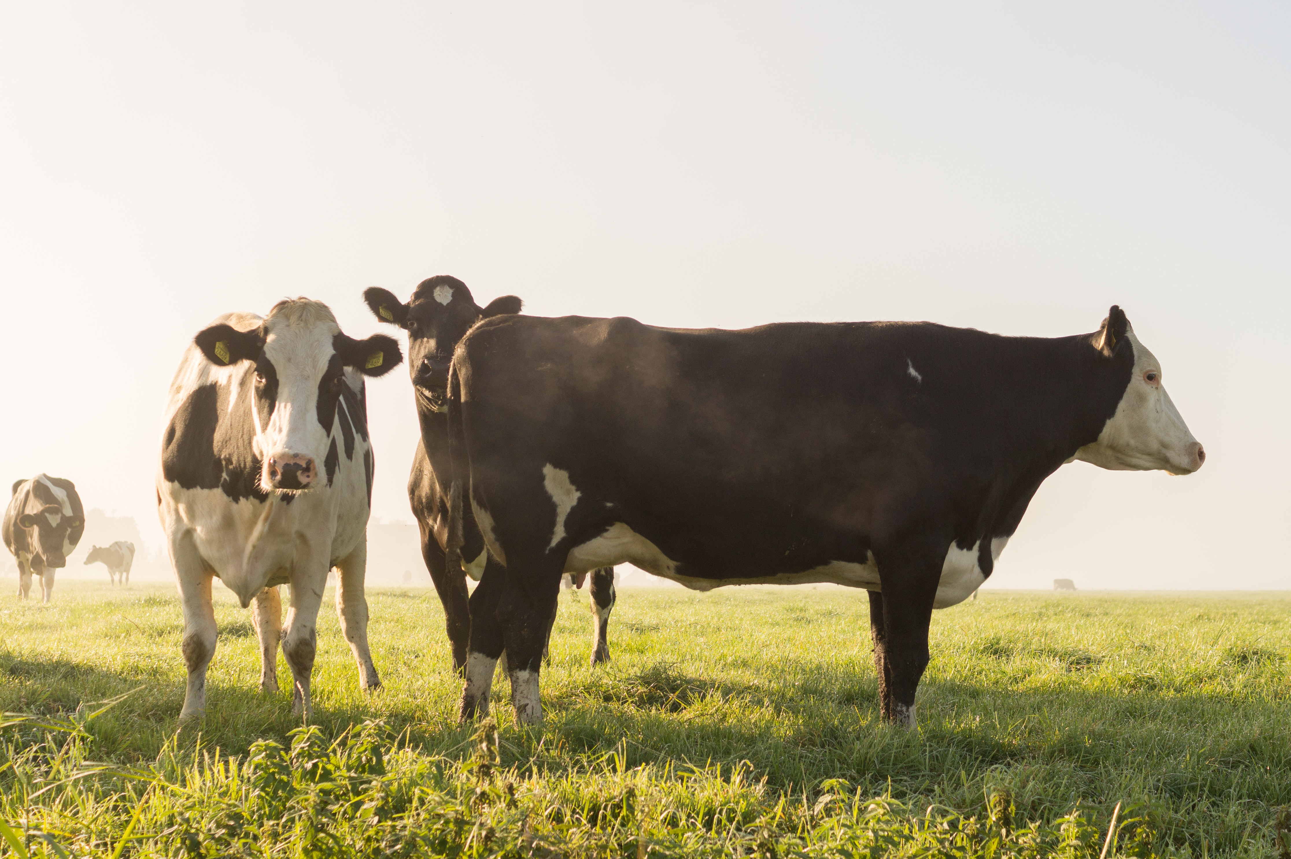 Maatilalle sopiva sähkösopimus – Huttulanniemen maito- ja lihakarjatila ostaa sähköä edullisesti | PKS Priimaplus